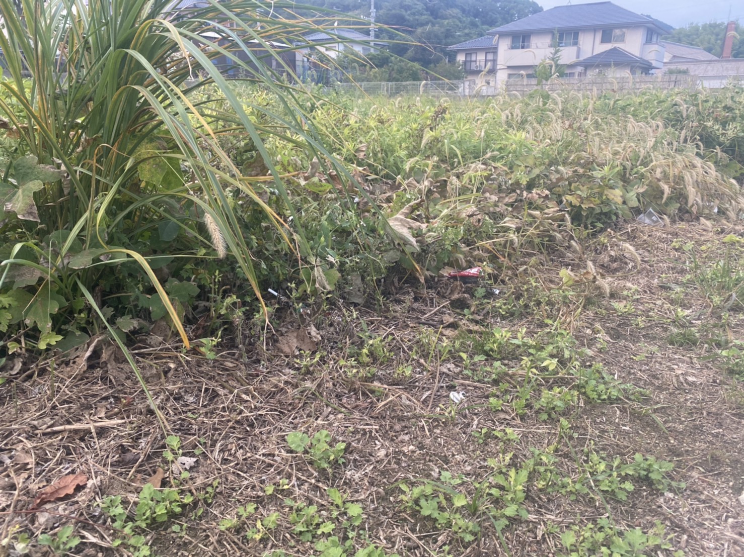 呉市内、東広島市にて草刈、撤去など行っておりますので、お気軽に問い合わせください☆