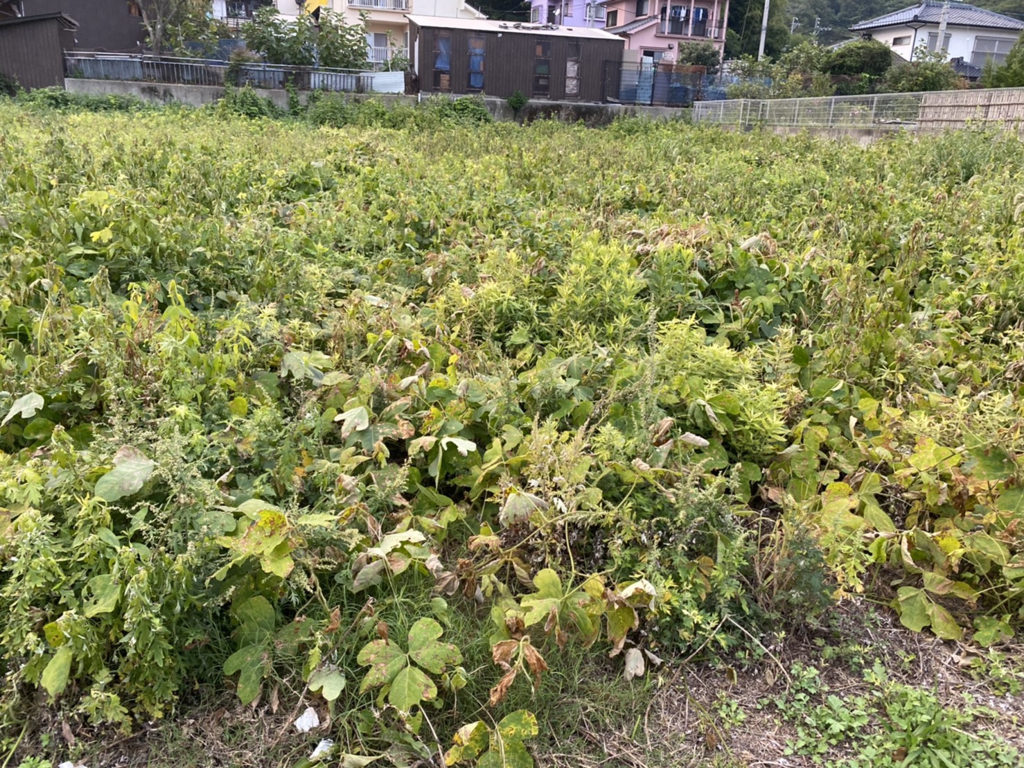 呉市内、東広島市にて草刈、撤去など行っておりますので、お気軽に問い合わせください☆