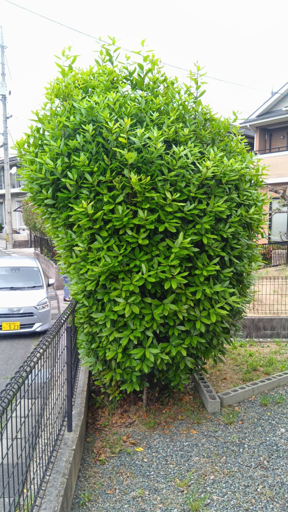 庭木の剪定を行いました
