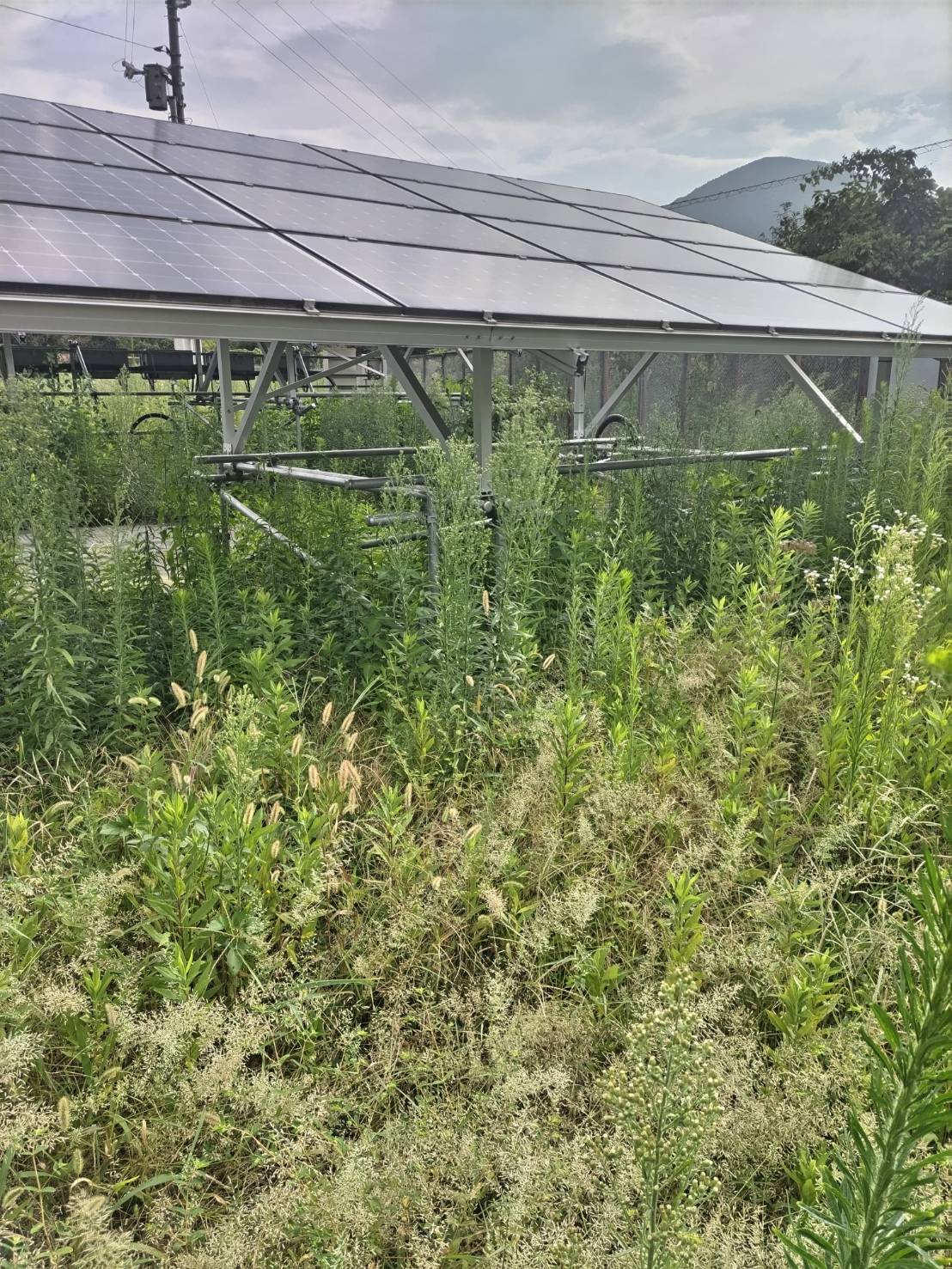 太陽光周りの草刈を行いました。