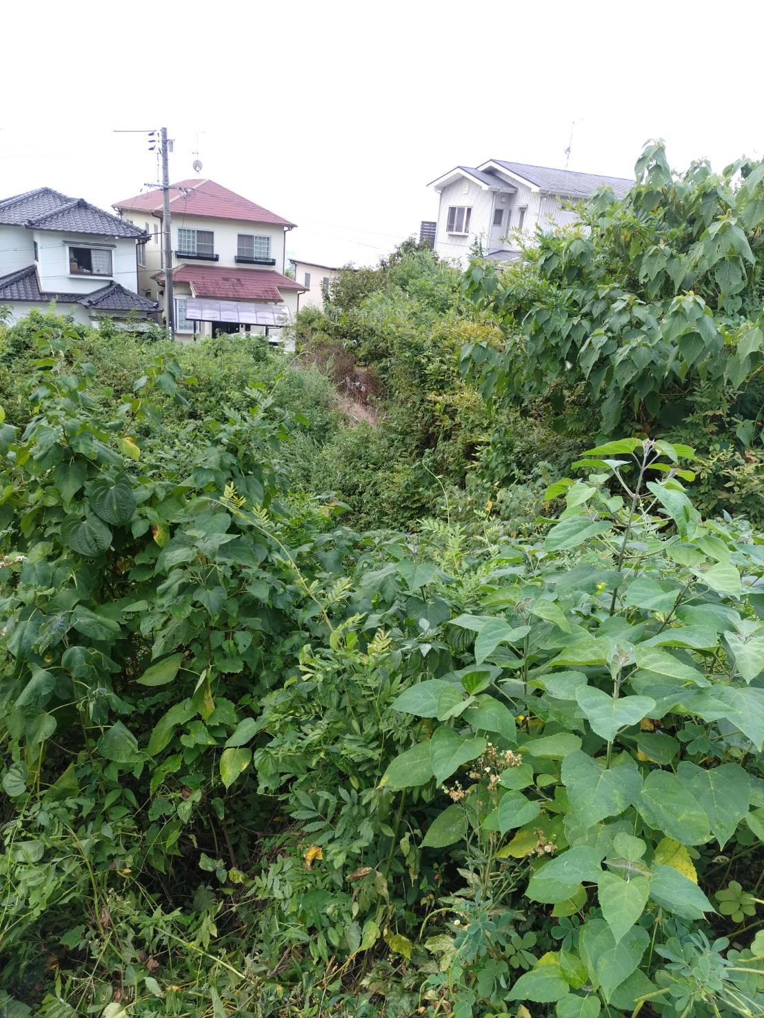 呉市内にて、草刈管理訪問しました。