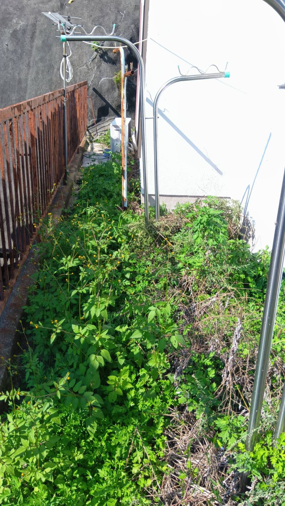 草刈りを行いました。