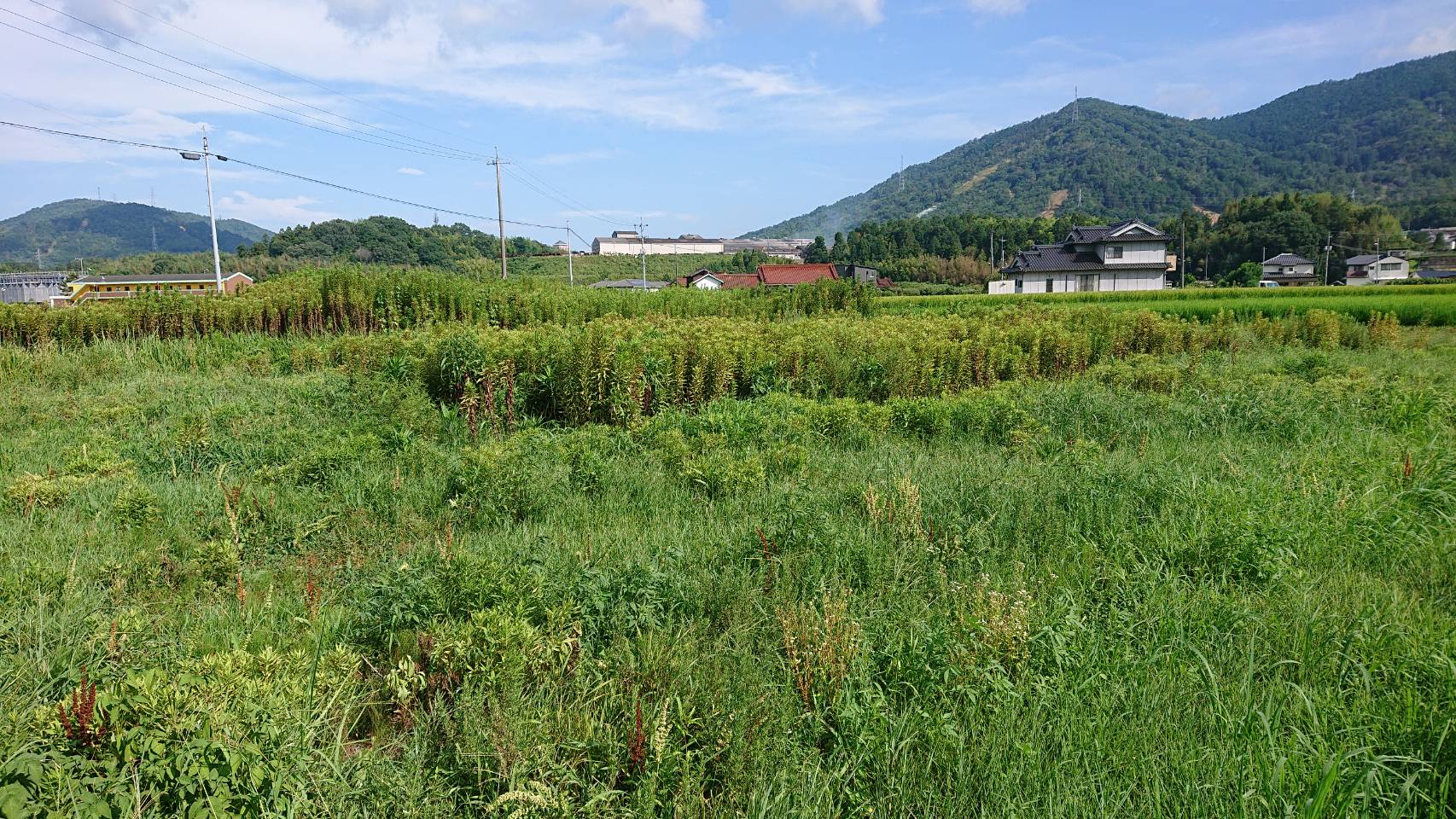 黒瀬町にて草刈管理を行いました。