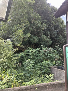 8月27日 (7)
