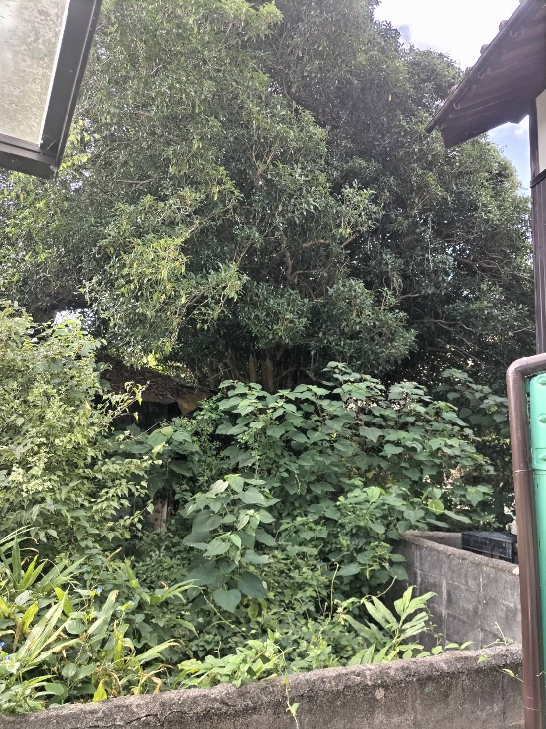 草刈、伐採を行いました。