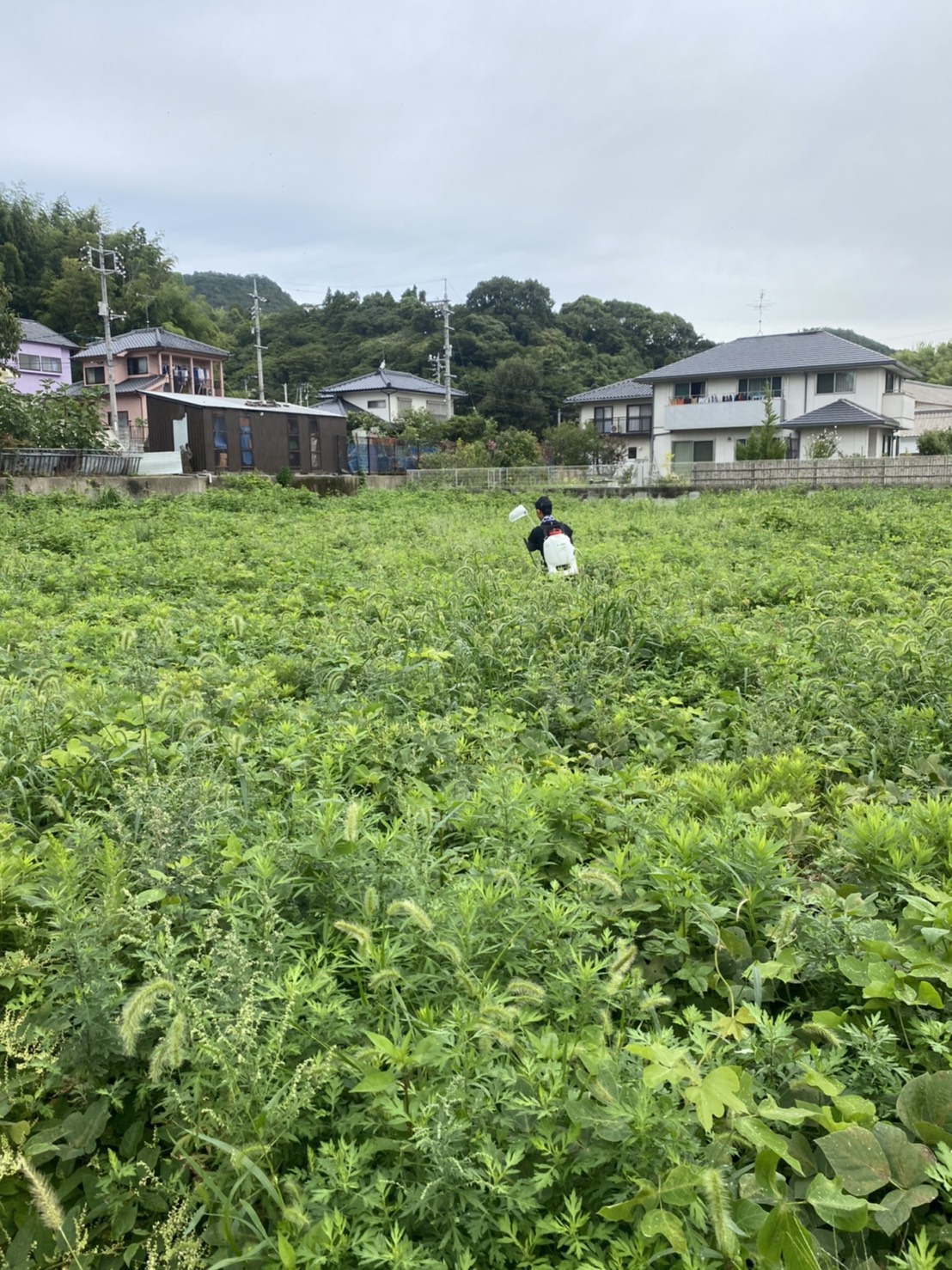 呉市内、東広島市にて草刈、撤去など行っておりますので、お気軽に問い合わせください☆