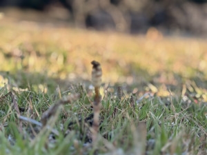 S__111714327_0