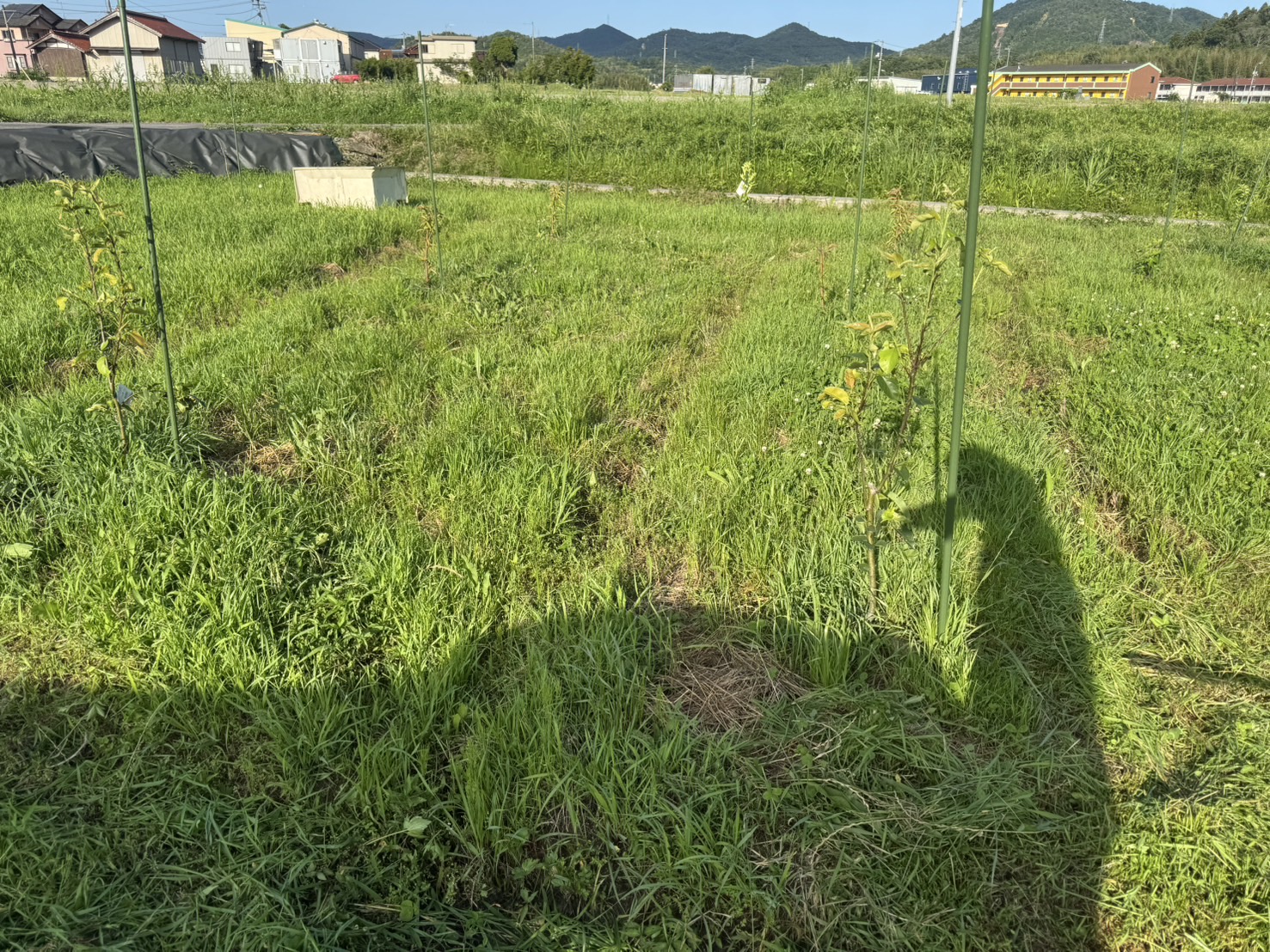 果樹園の草刈りを行いました