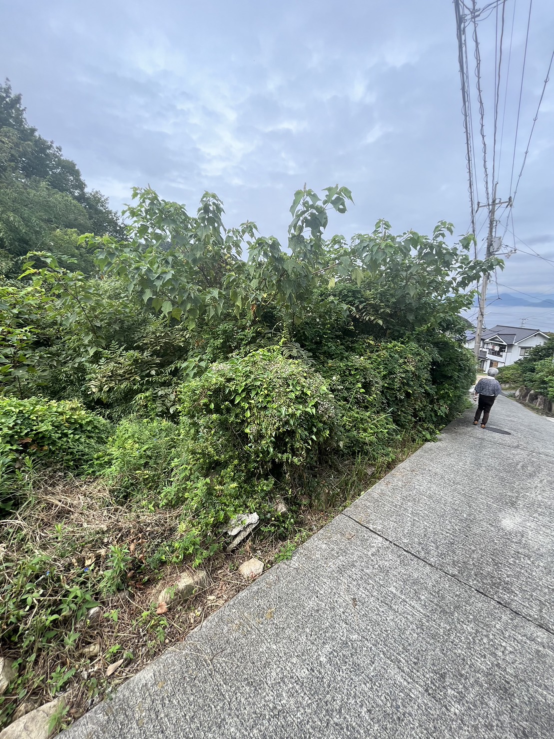 草刈、伐採工事を行いました。