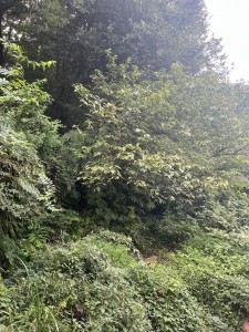 S__83755110_0