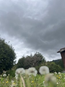 S__99205124_0