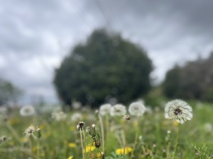 S__99205125_0