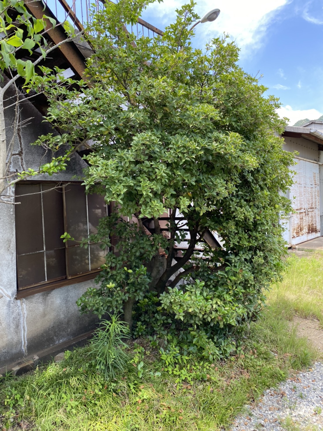 木の伐採、産業廃棄物撤去を行いました☆