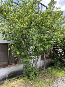 伐採前 (3)