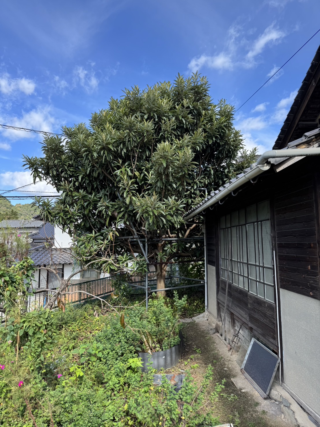 呉市広にて伐採を行いました。