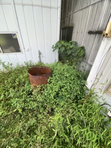 第2工場草 (11)