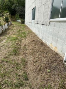 第2工場草 (5)