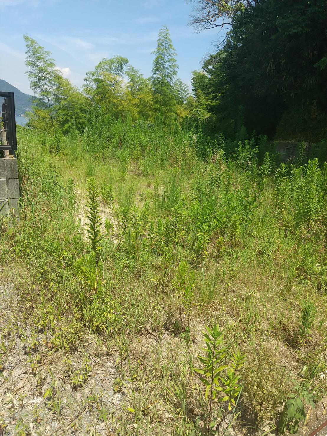 呉市内にて草刈工事を行いました☆