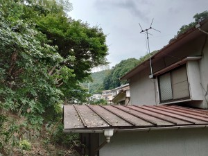 ６月１１日 (4)
