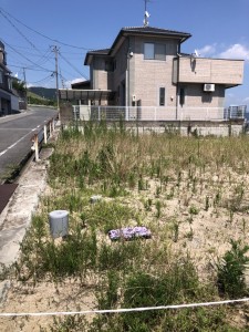 ７月29日刈る前 (1)