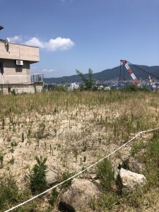 ７月29日刈る前 (2)