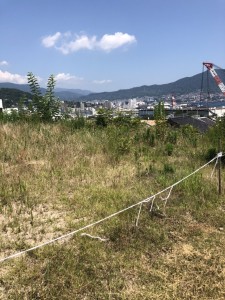 ７月29日刈る前 (3)